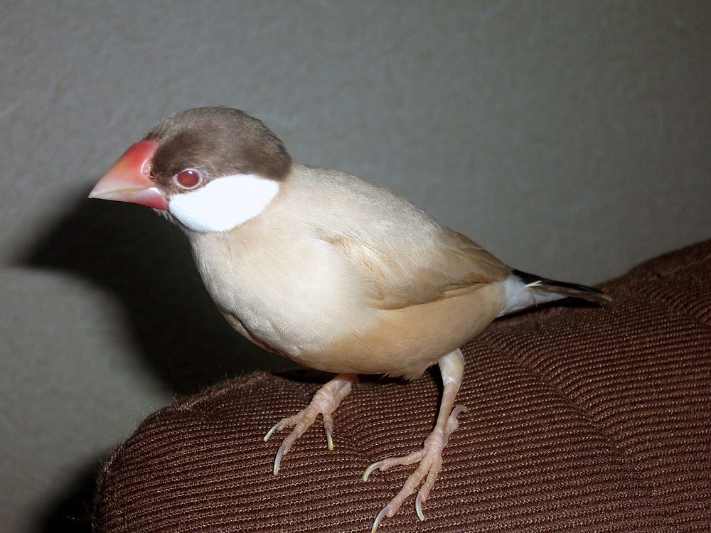 肉桂文鳥的照片
