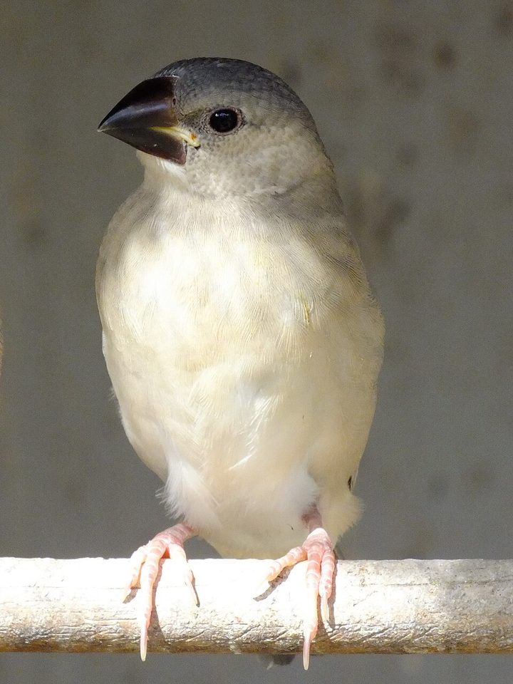 一隻灰褐色、嘴喙灰黑的文鳥幼鳥站在棲木上