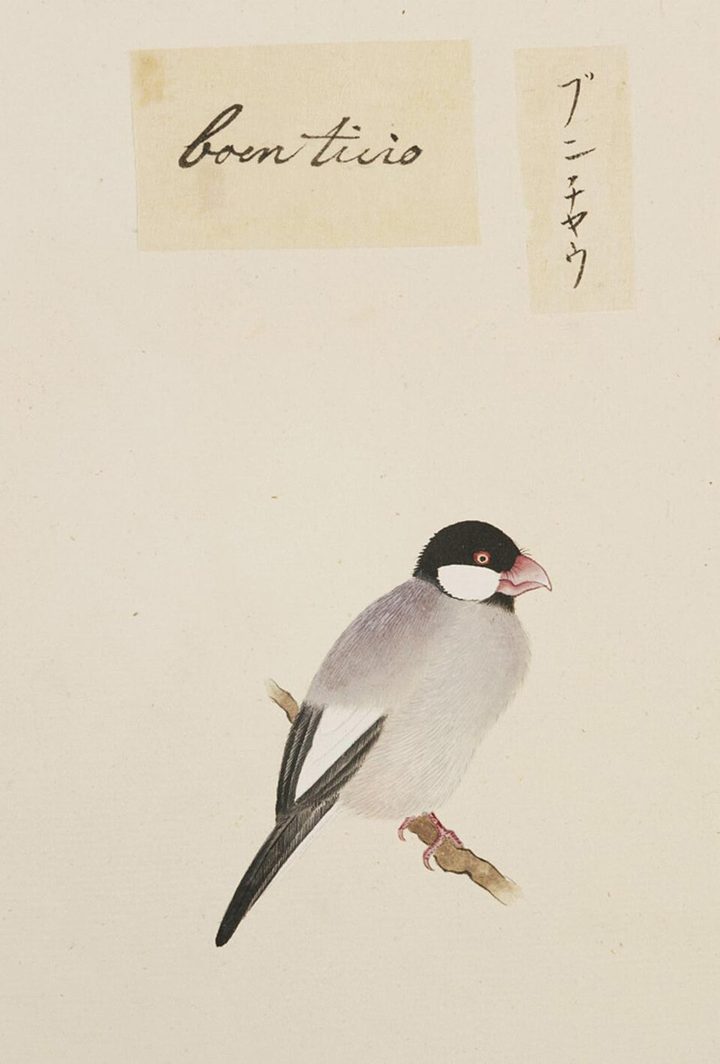 淡彩畫的文鳥站在細枝上，上方貼著兩張寫有名字的標籤