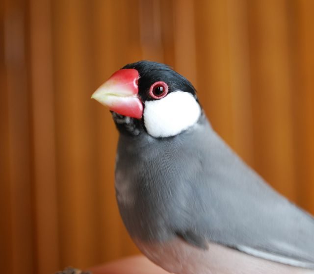 櫻文鳥的照片