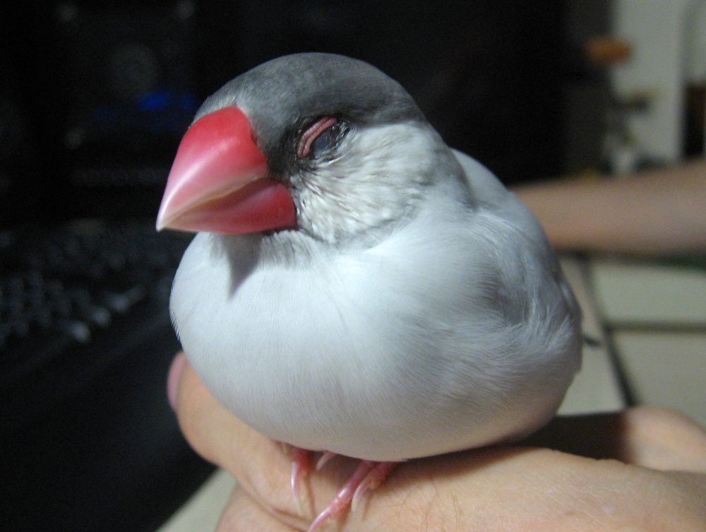 銀文鳥的照片