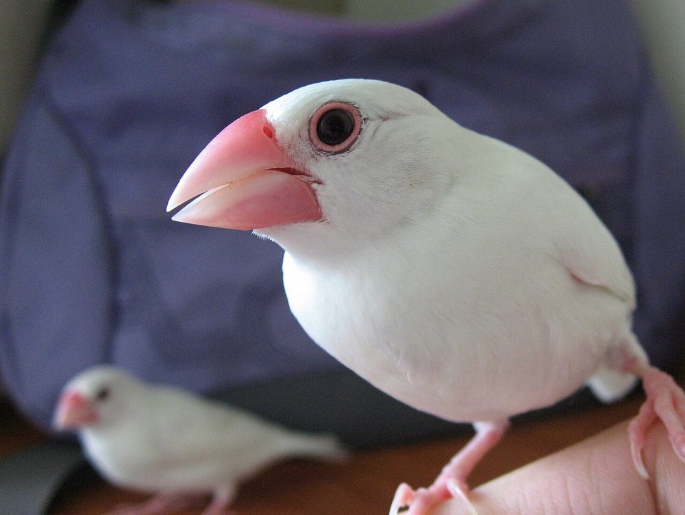 白文鳥的照片