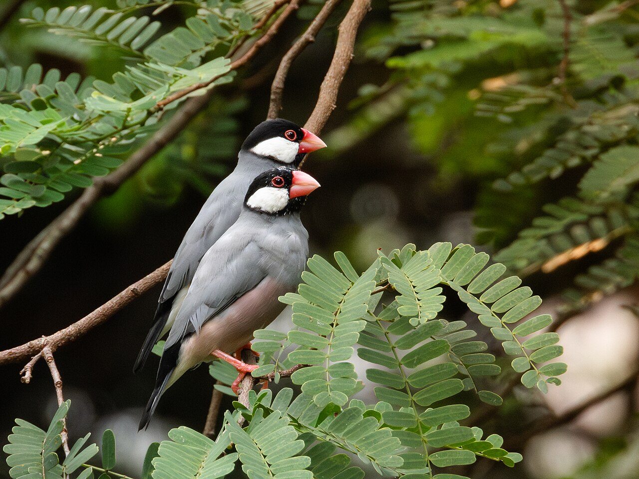 兩隻野生文鳥停在枝頭，四周是羽狀的綠葉