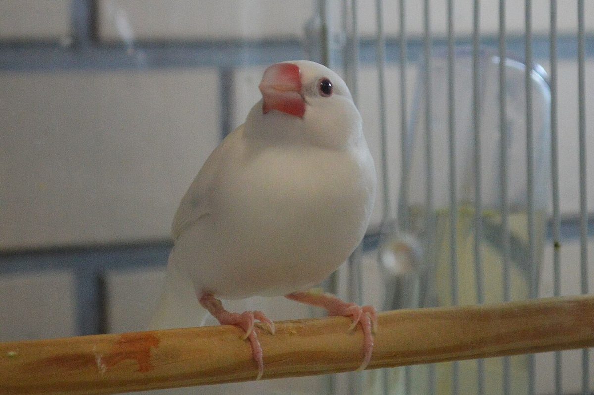 一隻白文鳥站在鳥籠裡的木頭棲木上，看著鏡頭